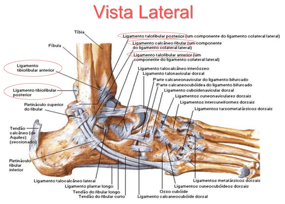 entorse de tornozelo fisioterapia entorse de tornozelo fisioterapia